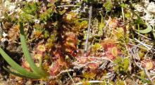 Drosera à feuilles rondes (drosera rotundifolia) - Eloy Sanchez