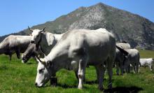 Vaches gasconnes et Mont Béas